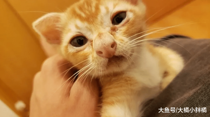 猫咪的鼻子长得像“牛魔王”，不过被大家嫌弃，最后自己找铲屎官