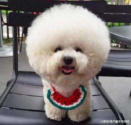 比熊犬一旦有这些举动，说明你被嫌弃了，它不喜欢你了