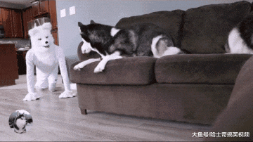 男子带上狼头套，结果二哈以为是它同类，主人自己也笑翻了