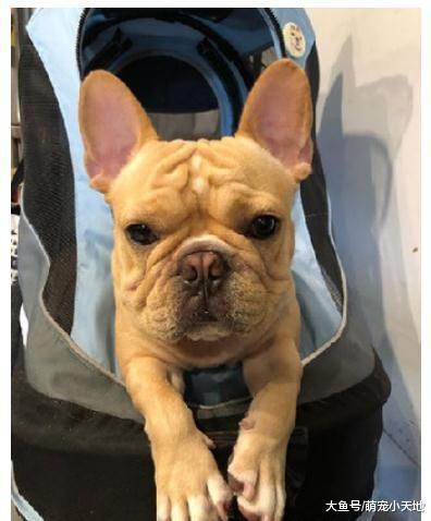 厌世法斗头掉车外大翻白眼睡姿超丑, 妈吓坏: 还有没有呼吸