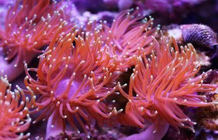 地球上10大不需要大腦的奇特動物，第十蟑螂，第六青蛙，第一蠑螈