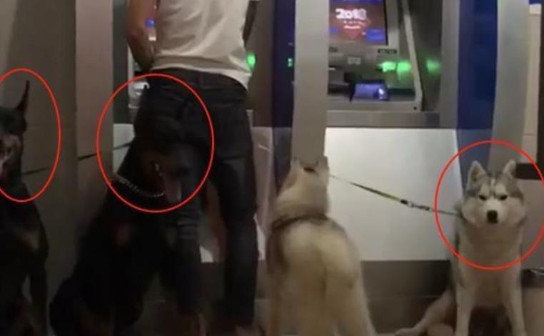 铲屎官上银行取钱, 带上四只大狗做保镖, 一出门就成路人焦点