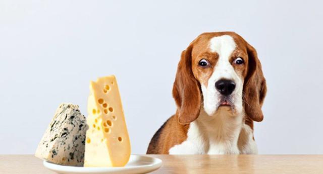 给狗子太多零食的三个坏处，我都知道可我没法拒绝你啊