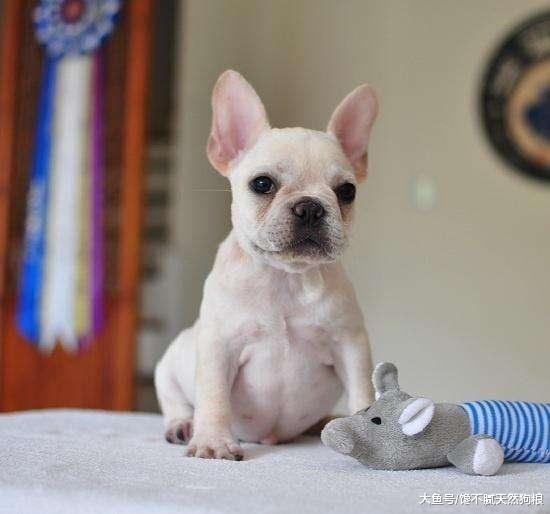 這5種狗，一旦成為流浪狗，大概就無法生存了！