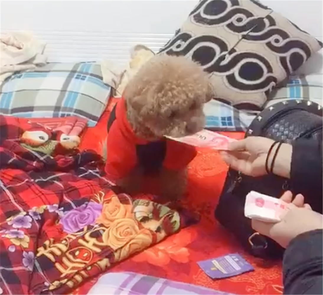 主人高速路上堵车, 两只泰迪隔着车窗吵架, 狗: 有本事你下来……