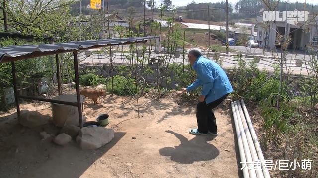 流浪狗被领养一年，却依旧不给主人抚摸，只因曾被人类伤害有阴影