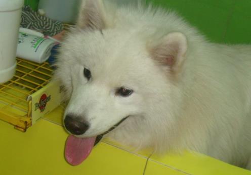 薩摩耶生了一窩奶狗，看著臉盆里的奶狗，口水直滴答，笑哭主人