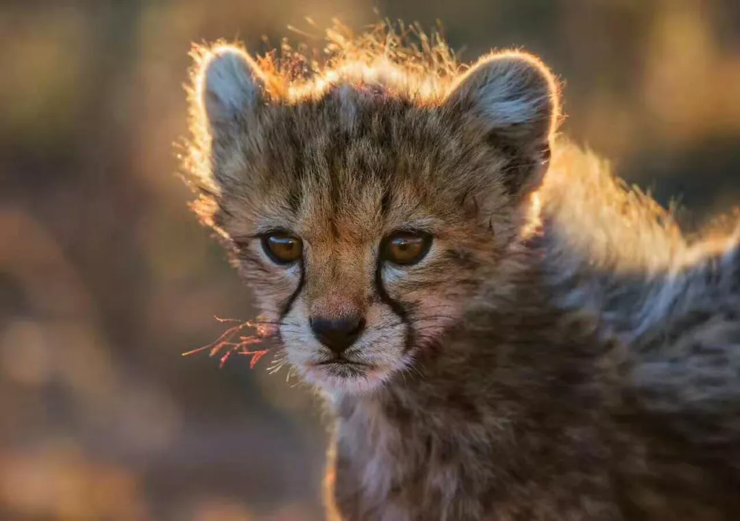 遇肯尼亚（三）难以描述的神奇
