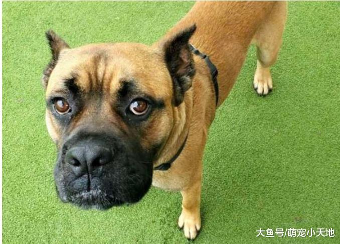 因大狗狗不够霸气遭主人遗弃，遇上可爱小跟班皱眉心松开了