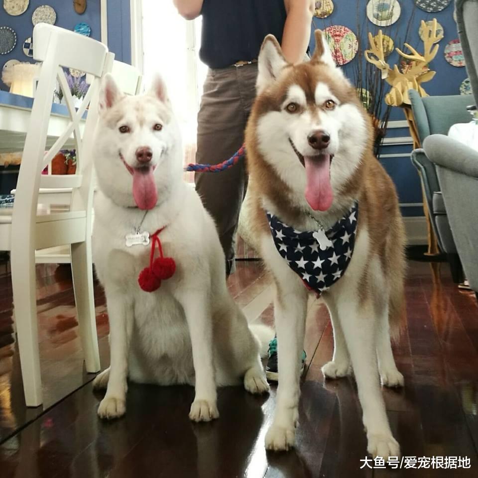 二哈撕坏窗帘被当场抓获，还妄图蒙混过关，可惜表情已经出卖了它