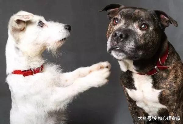 被抛弃的盲狗，遇到了它的导盲犬：因为你，我的世界不再一片黑暗