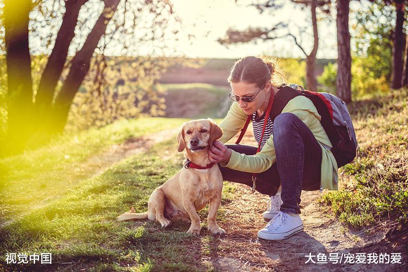 养宠物不可避免的一大麻烦，跳蚤，居然可以这样解决，从此烦恼不在。