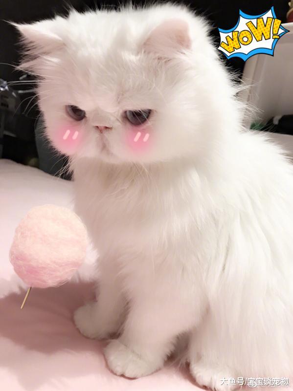 李冰冰竟然养活蜘蛛，曝光明星们的爱宠大集合！