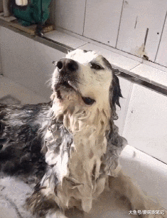 带阿拉去宠物店洗澡，却因“木头人”的动作走红，连老板都笑翻了