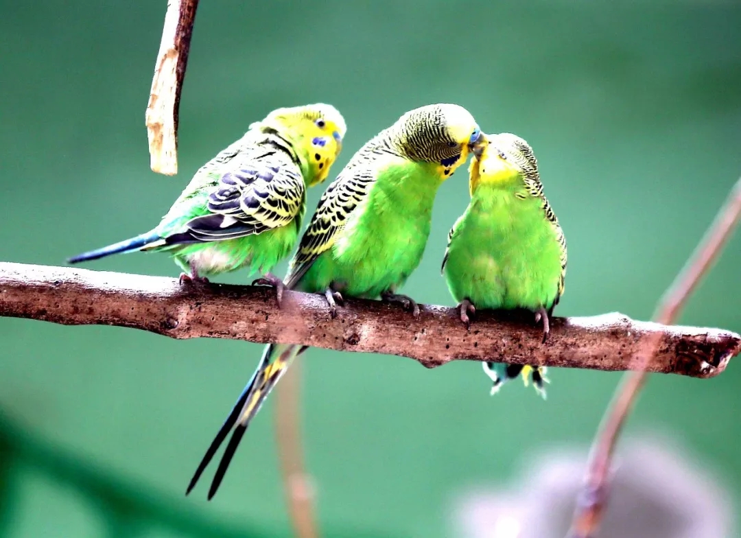 夏天鹦鹉身上长虫怎么办？简单驱虫在家自己也能做，新手不得不看