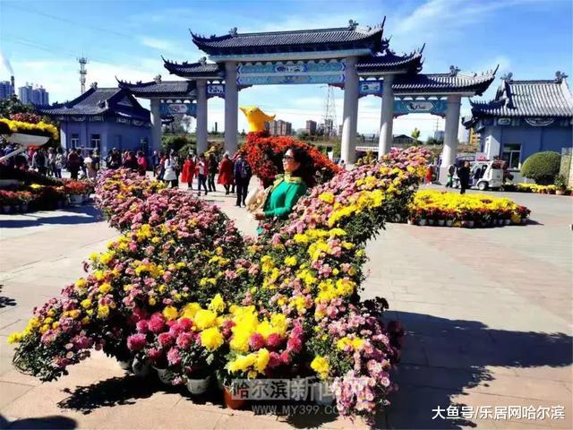 中国亭园补植更换大量盛开的菊花丨等你来逛拍逛拍过十一