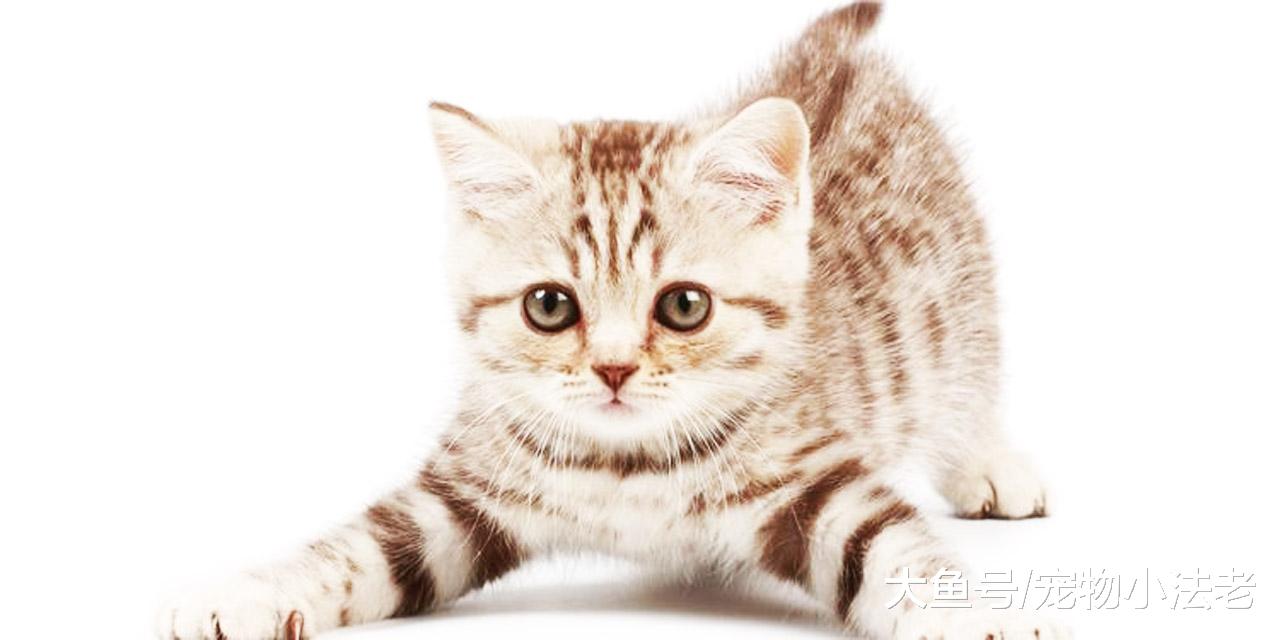 解读“喵星人”的8种奇怪举动，让你真正了解猫咪的奇妙世界！