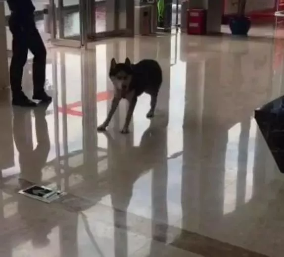 流浪哈士奇误入售楼大厅，此时经理说的话，把大家都逗乐了