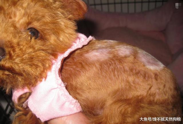 5大饲养误区: 为了泰迪犬健康, 请花两分钟看完!