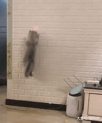 这只猫偷偷的拿走了壁虎的爬墙技能，网友：很快你就会看到实墙了