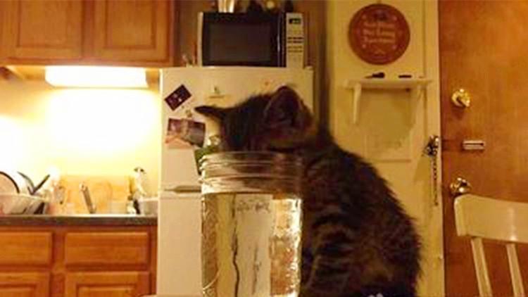 貓咪不愛喝水，卻對主人杯子里的水感興趣