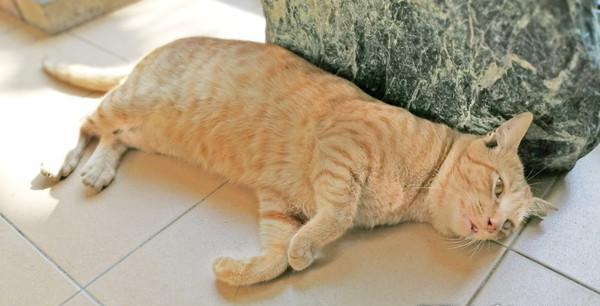 女儿回娘家后离开，橘猫和爸爸一起站门外送别，温馨场景让人感动