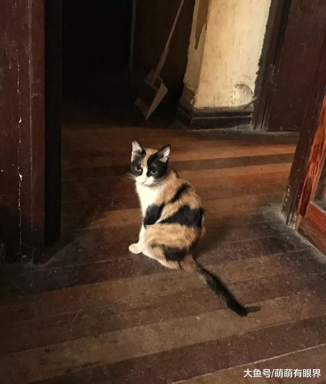 因垃圾分类被饿得瘦骨嶙峋的流浪猫，抱人大腿求得领养后，报恩方式略显无奈