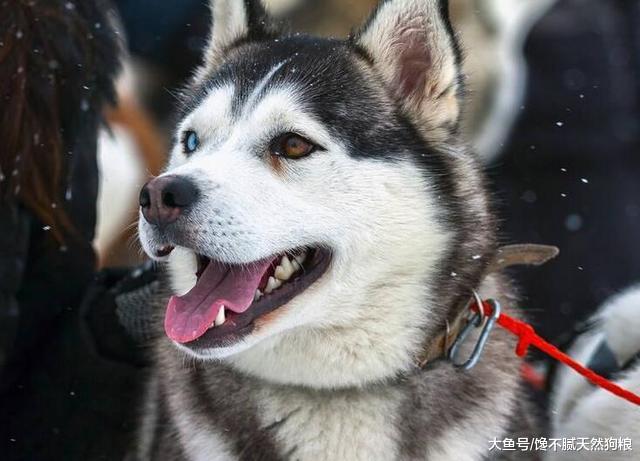 饲养哈士奇，劝你别犯这5大禁忌，对它有害！