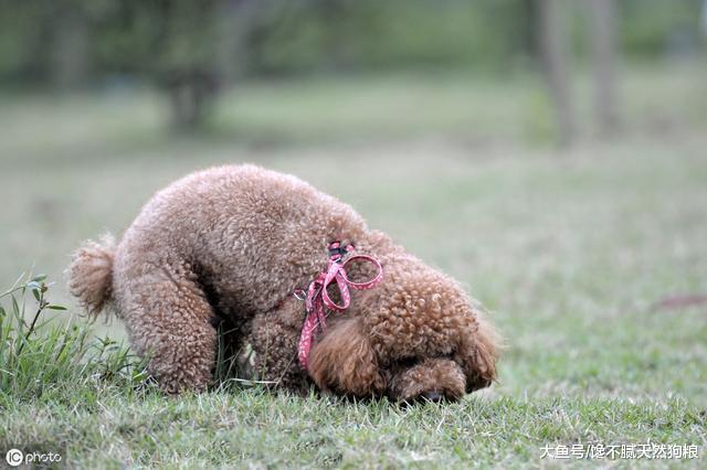 大部分泰迪犬都有的“坏毛病”，宠主不能纵容，不然后果严重
