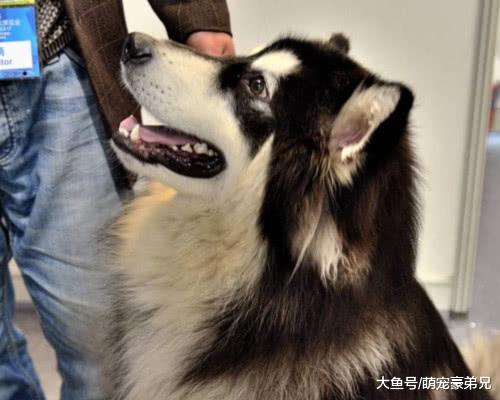 阿拉将小伙扑倒在地，所有人都担心小伙时，宠主的话让大家惊讶！