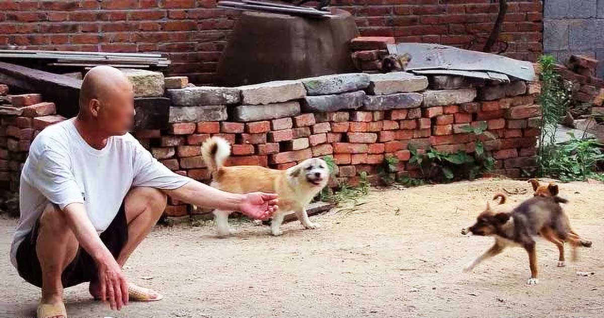 老人身患重病，却坚持收养流浪狗，他的善良，竟给他换来了希望！