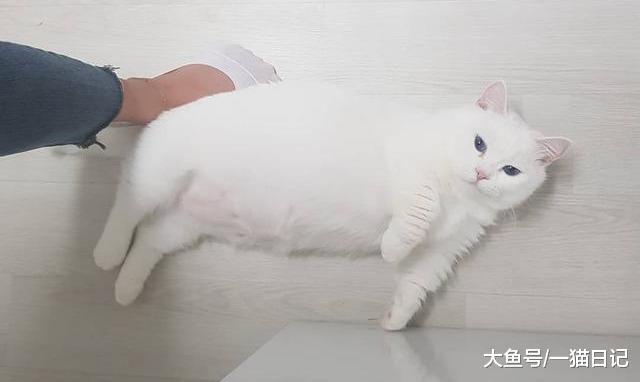 猫腹水不等于“猫传腹”，一篇文章告诉你猫腹水到底是什么