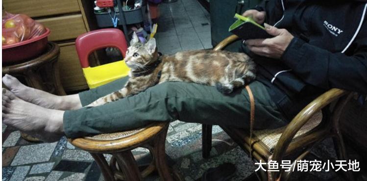 绝不碰猫的爸爸怕猫挨饿, 秒掏钱叫我去买饲料: 亲儿子被弃养
