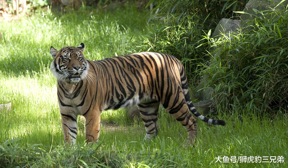 最大的狼斗得过最小的老虎吗？北美灰狼与苏门答腊虎比谁厉害？