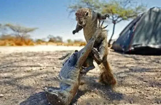 你以為只有人類才會吃醋？動物吃起醋來，可都是要玩命的！