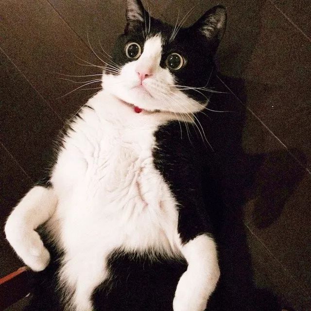 什么！？爱猫的我竟然是犬系的？