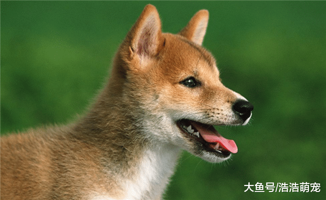 人气最高的5种狗, 柴犬在内, 第五种总会给主人带来麻烦