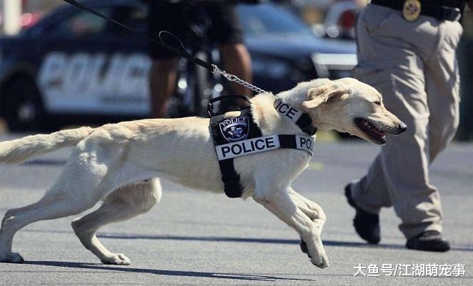 想养拉布拉多犬，满足这5个需求就可以了