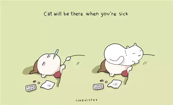 只有铲屎官才会懂, 猫咪教会我的那些事!