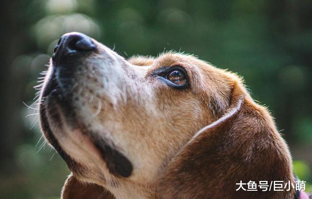 狗狗如何理解死亡？狗狗可能不知道死亡为何物，只是为分离而悲伤