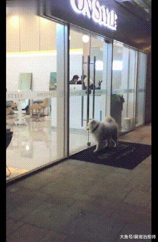 萨摩耶喜欢上了理发小哥，每次路过都要进去打招呼，主人很心累！