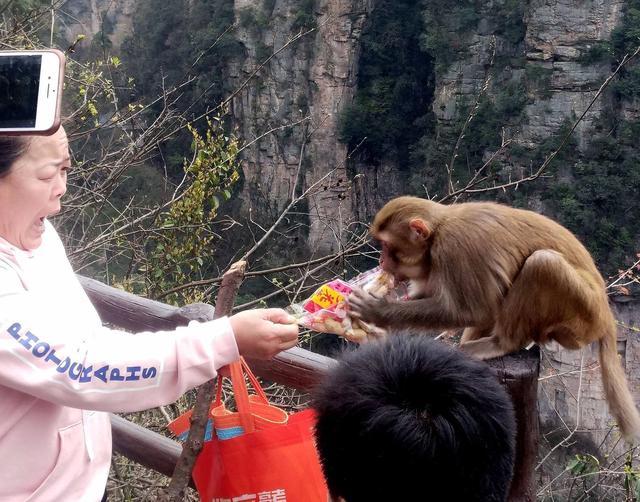 游客和奈良鹿親密接觸后，鹿群開始強取鹿餅，孫儷也遭鹿群追趕！