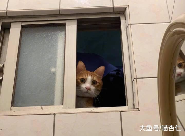 网友总感觉被眼神注视着，但找不到对方，直到有天抬头一看……