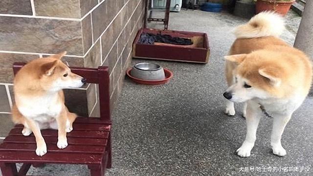 當柴犬遇到了秋田，瞬間就變成了一個乖寶寶，這也太慫了啊