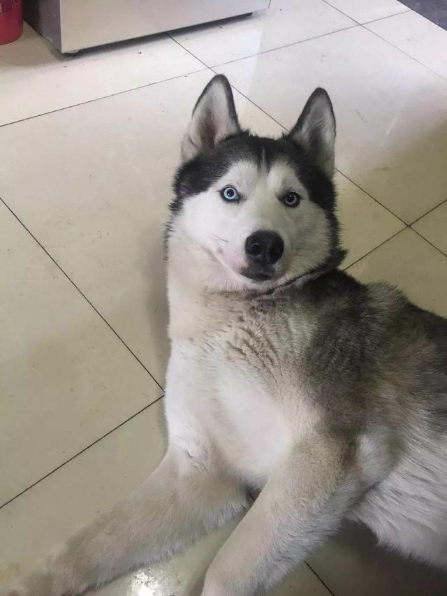 济南商河帝景城寻找哈士奇小强