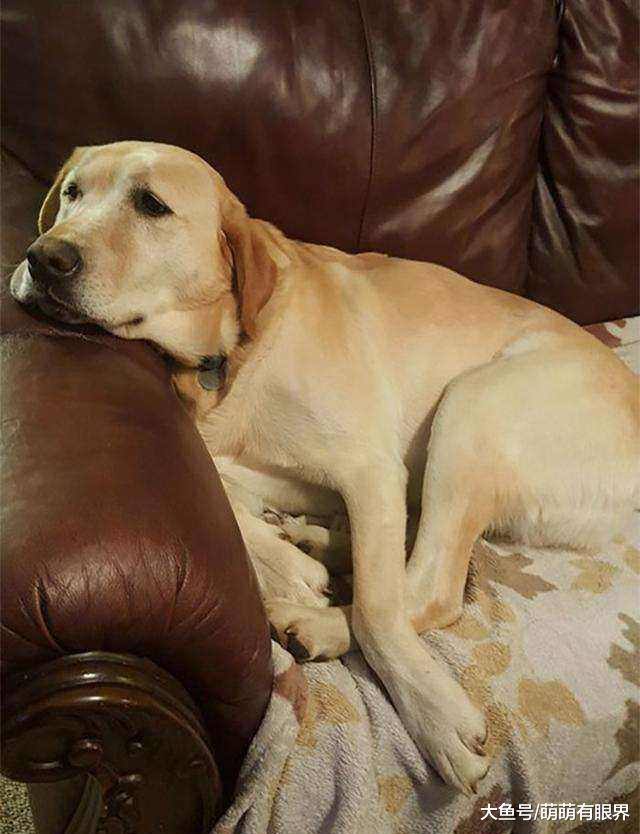 途遇一只走失的拉布拉多，本想好心帮忙找主人，怎料看到狗牌笑出猪叫，竟是一只“声控狗”？