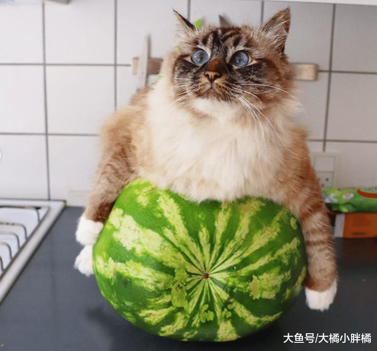 猫咪在家热得团团转，铲屎官轻松帮它降暑，冰镇西瓜还能这样用？