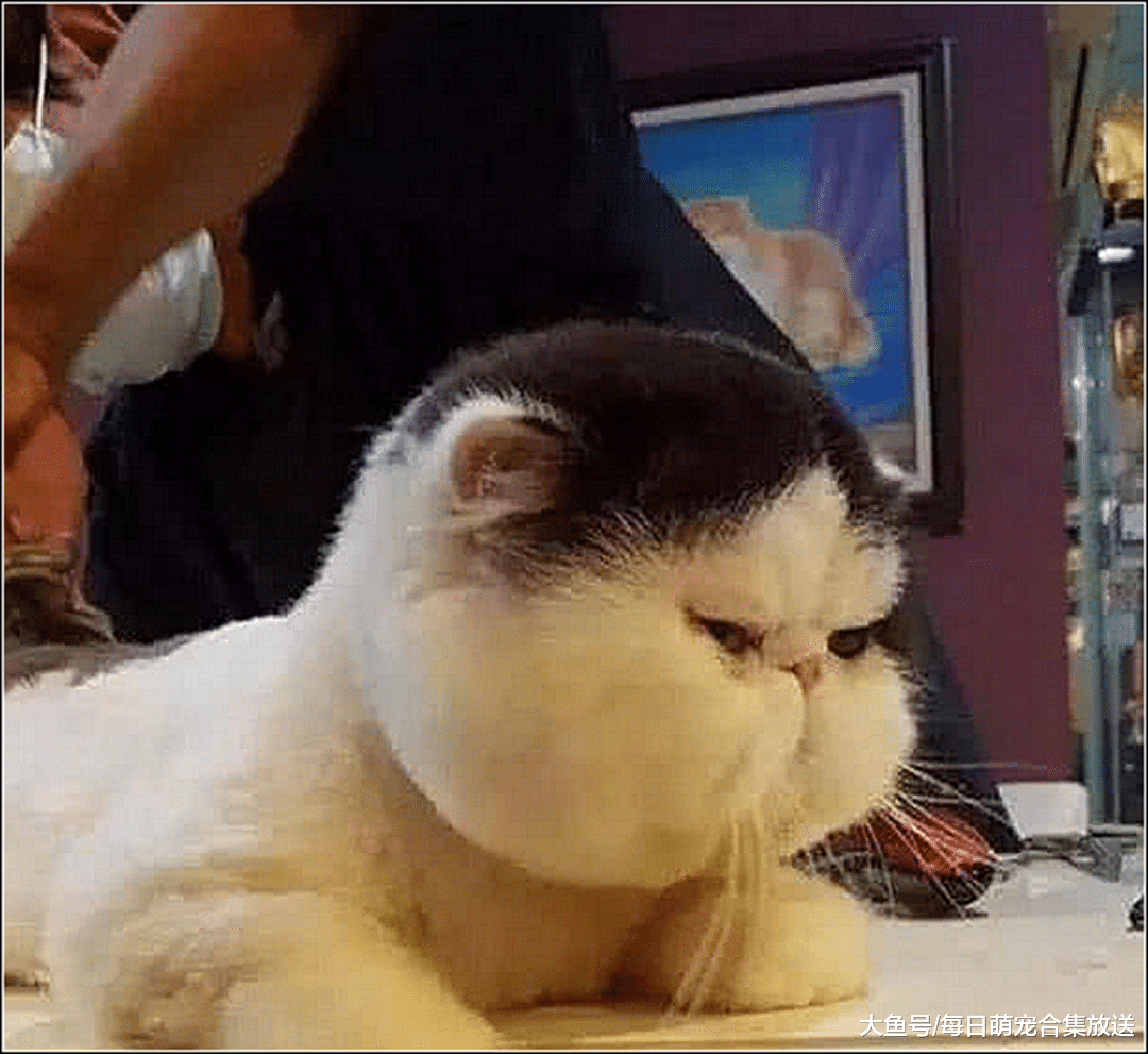 男子嫌猫咪太胖，给它剃毛后更胖了，结果猫咪生气了一个月