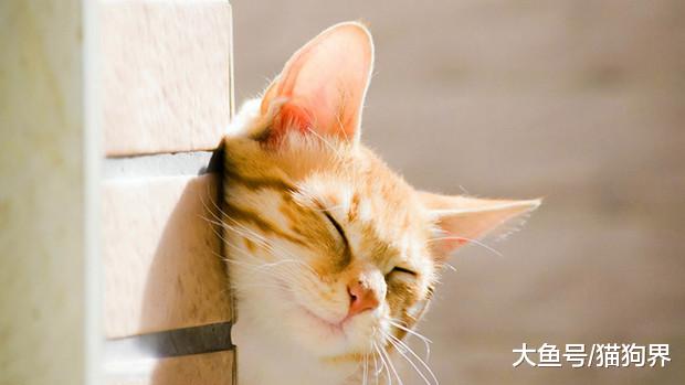 不同年龄段的猫咪，应如何选择正确的猫粮？