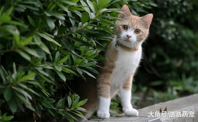 有5件事不要对猫咪做, 它们会感到不舒服, 还会讨厌你